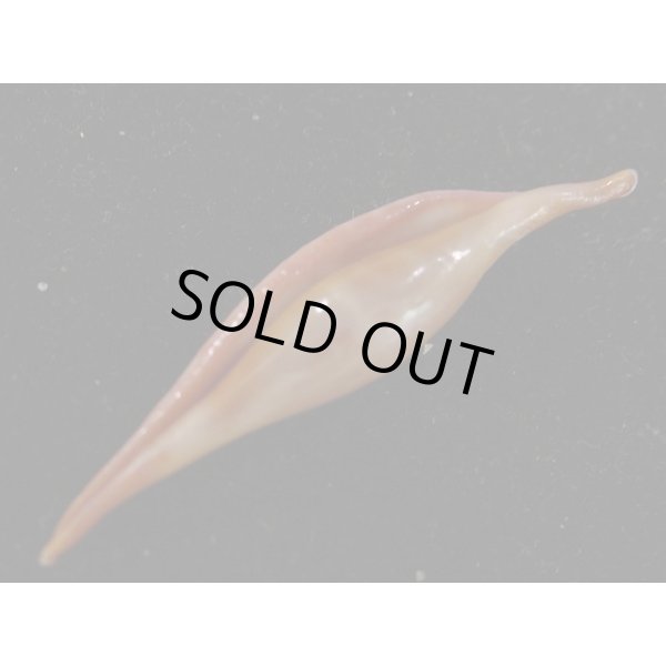 画像3: シロオビキヌヅツミ (3)