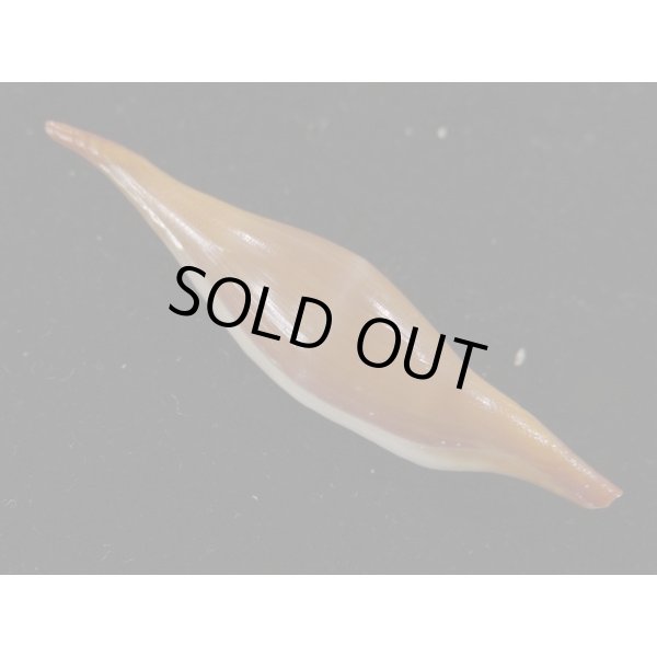 画像2: シロオビキヌヅツミ (2)