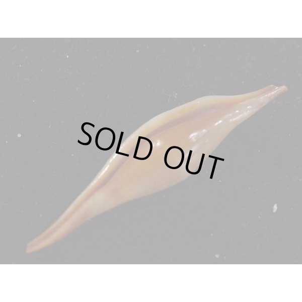 画像3: シロオビキヌヅツミ (3)