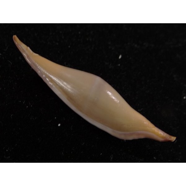 画像2: シロオビキヌヅツミ (2)