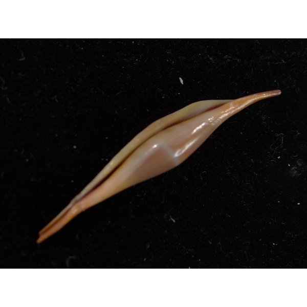 画像3: シロオビキヌヅツミ (3)