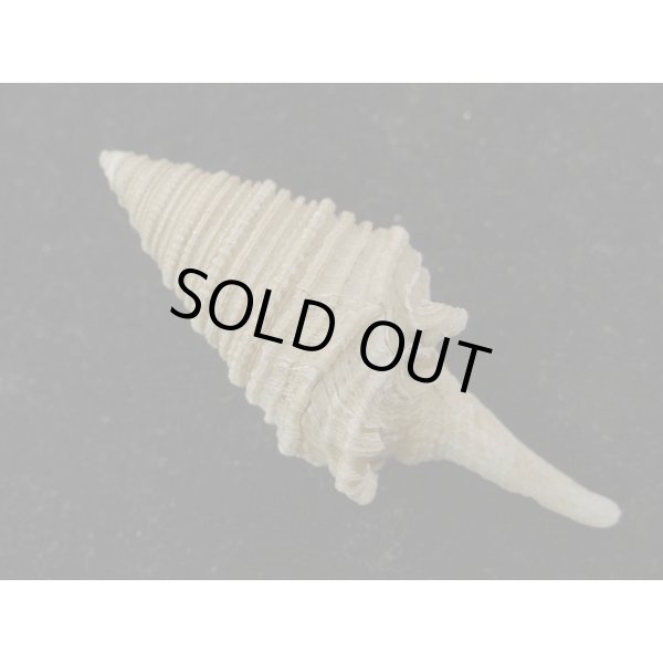 画像2: サイヅチクダマキ 口鰭型 (2)