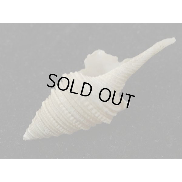 画像3: サイヅチクダマキ 口鰭型 (3)