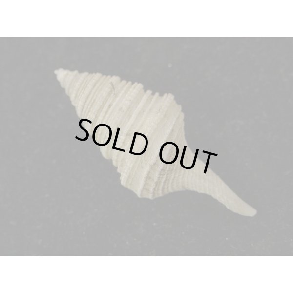 画像2: サイヅチクダマキ 鰭なし型 (2)