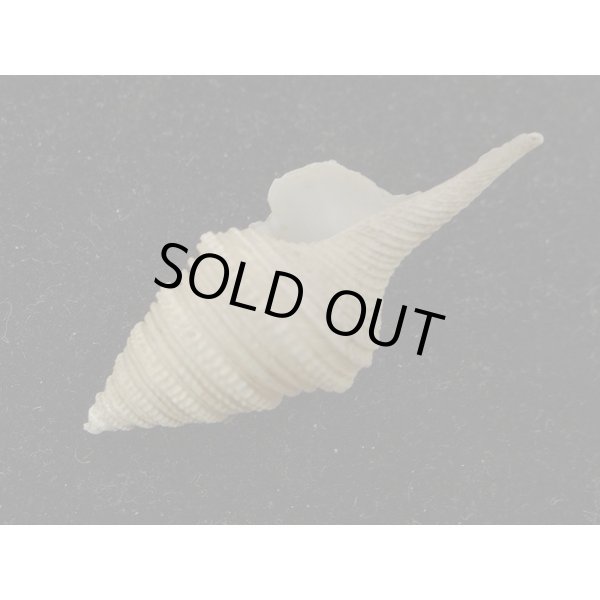 画像3: サイヅチクダマキ 鰭なし型 (3)