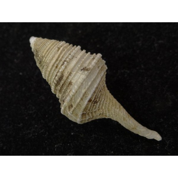 画像2: サイヅチクダマキ 鰭なし型 (2)