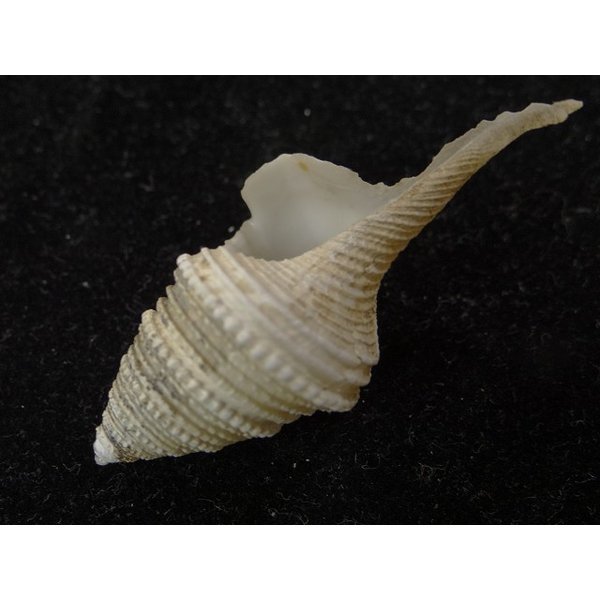 画像3: サイヅチクダマキ 鰭なし型 (3)