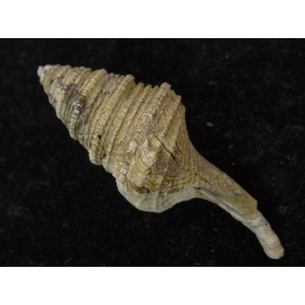 画像2: サイヅチクダマキ 鰭なし型 (2)