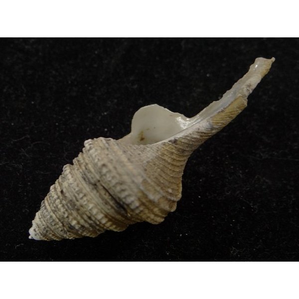 画像3: サイヅチクダマキ 鰭なし型 (3)