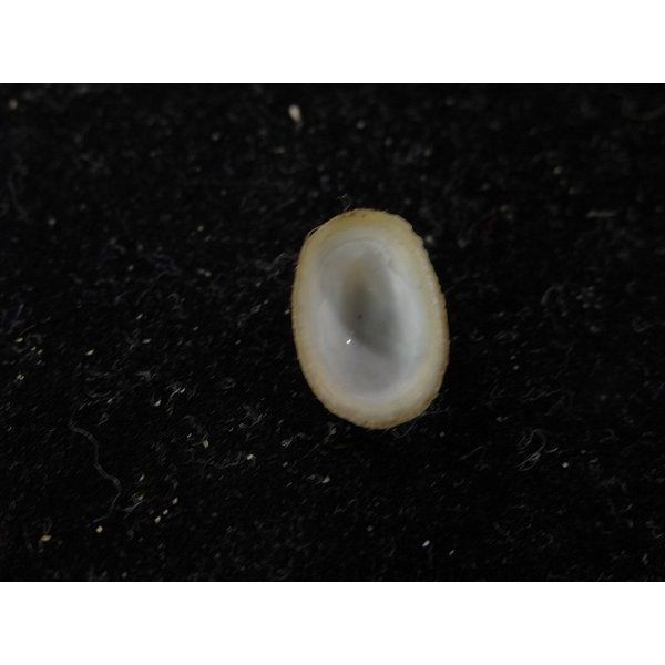 画像3: ワタゾコシロアミガサ (3)