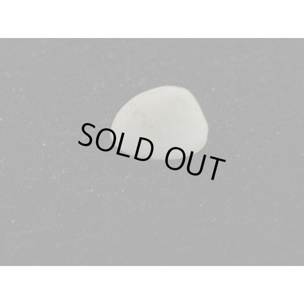 画像2: ワタゾコシロアミガサ (2)