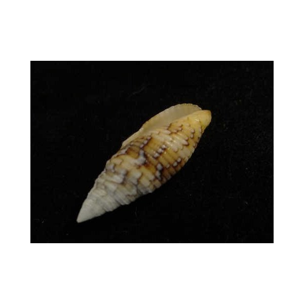 画像3: オロチフデ(マレーシア産) (3)