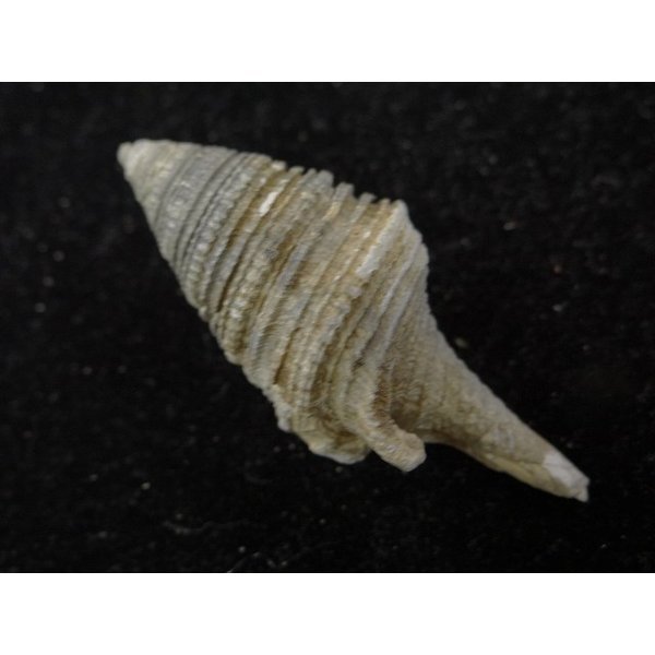 画像2: シモトクダマキ 口鰭型 (2)