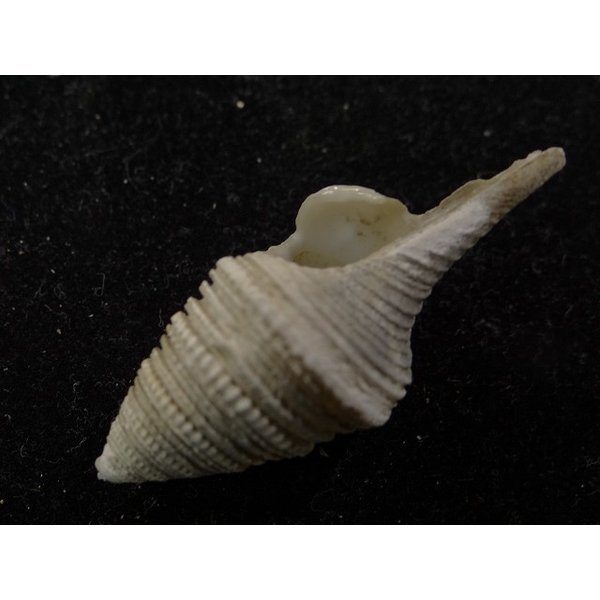 画像3: シモトクダマキ 口鰭型 (3)