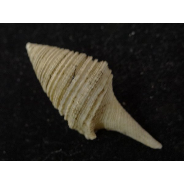 画像2: シモトクダマキ 口鰭型 (2)