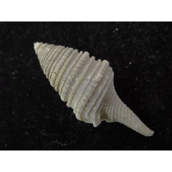 画像2: シモトクダマキ 口鰭型 (2)