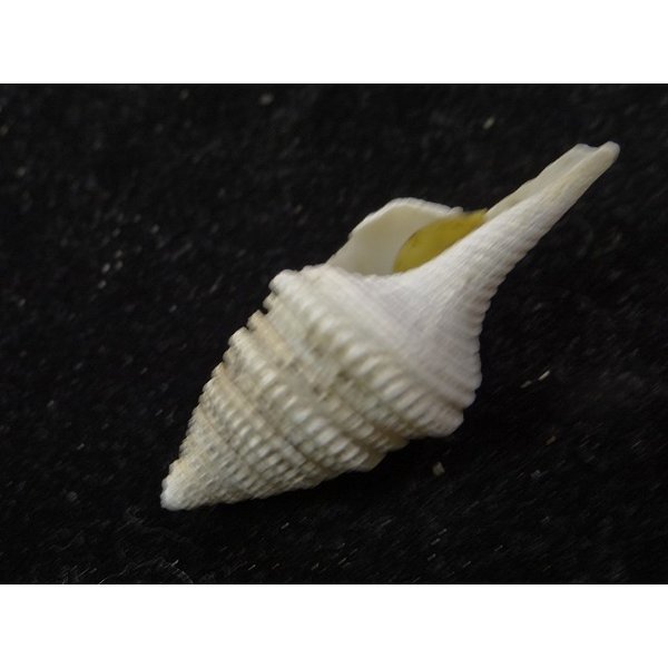 画像3: シモトクダマキ 口鰭型 (3)