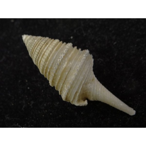 画像2: シモトクダマキ 口鰭型 (2)