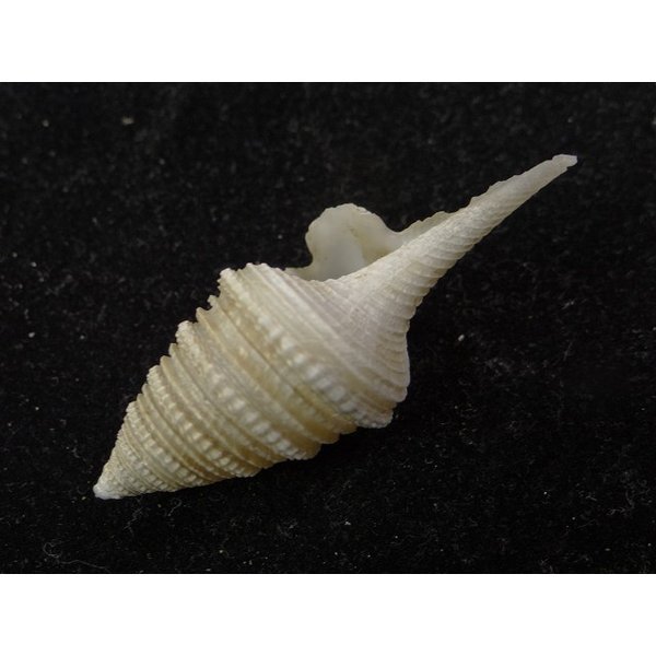 画像3: シモトクダマキ 口鰭型 (3)