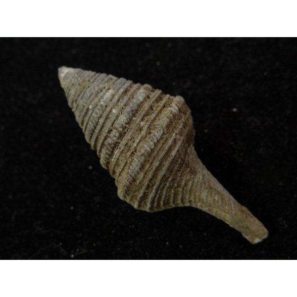 画像2: シモトクダマキ 鰭なし型 (2)