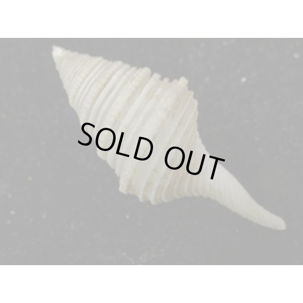 画像2: シモトクダマキ 鰭なし型 (2)