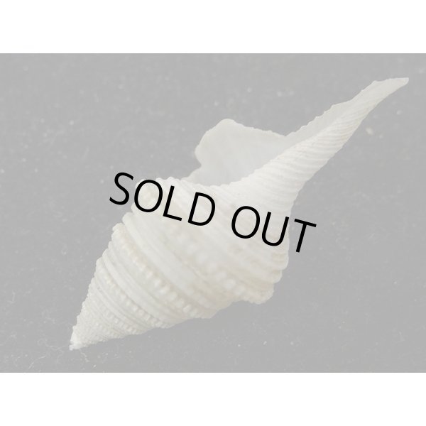 画像3: シモトクダマキ 鰭なし型 (3)