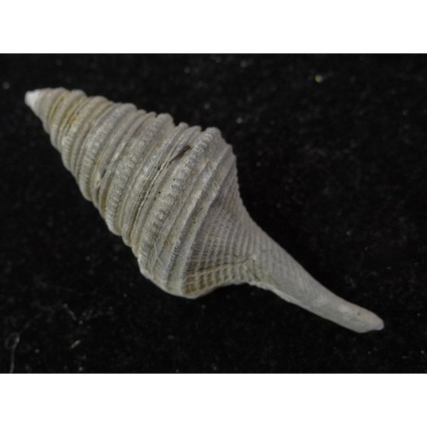 画像2: シモトクダマキ 鰭なし型 (2)