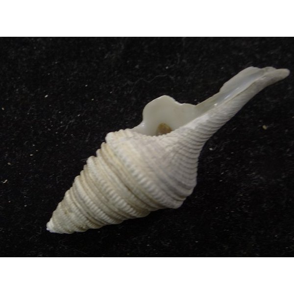 画像3: シモトクダマキ 鰭なし型 (3)