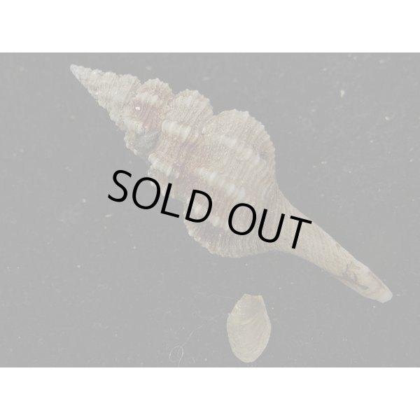 画像2: シロヒメナガニシモドキ (2)