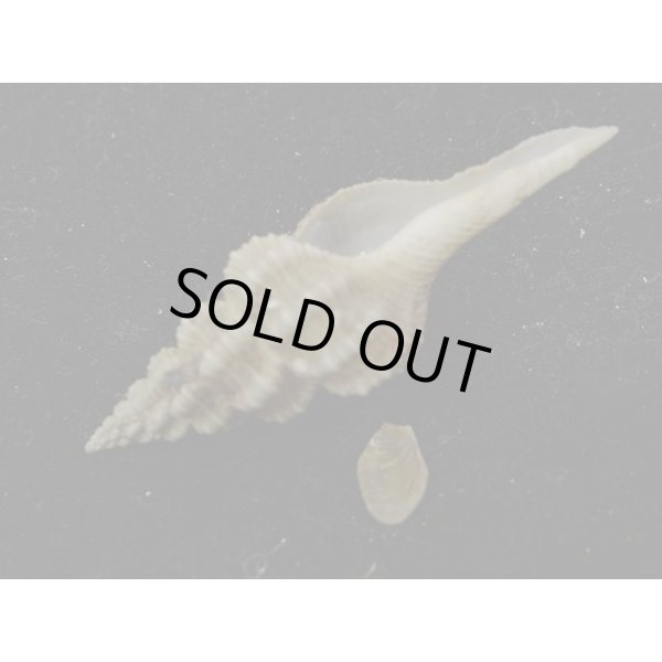 画像3: シロヒメナガニシモドキ (3)