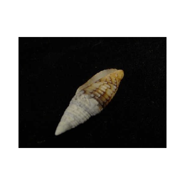 画像3: オロチフデ(マレーシア産) (3)