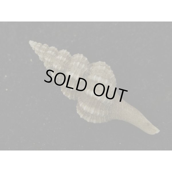 画像2: シロヒメナガニシモドキ (2)