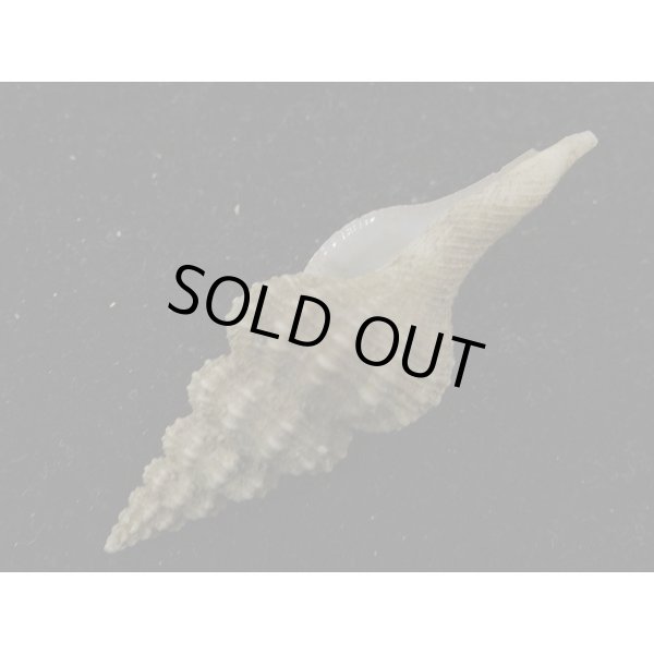 画像3: シロヒメナガニシモドキ (3)