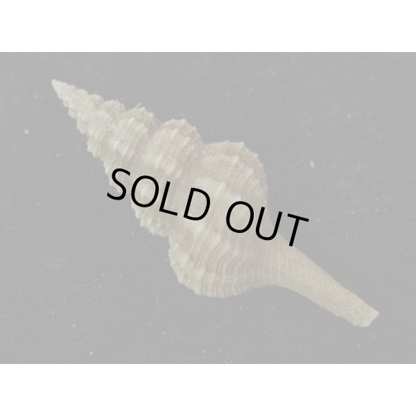 画像2: シロヒメナガニシモドキ (2)