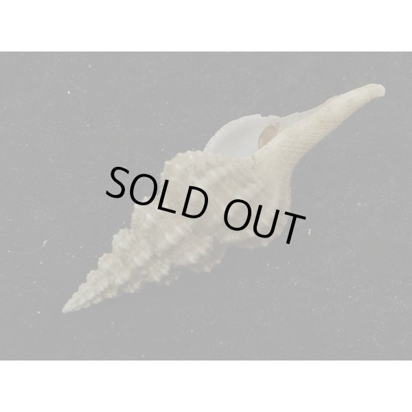 画像3: シロヒメナガニシモドキ (3)