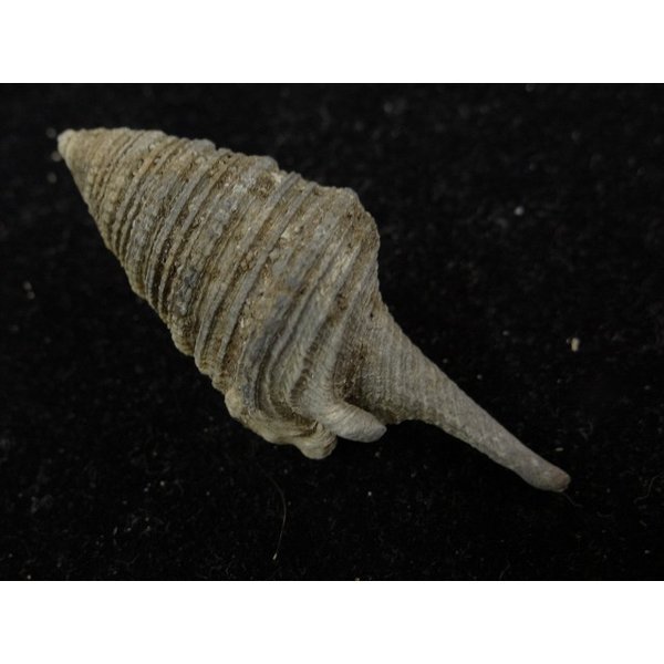 画像2: オキナワサイヅチクダマキ 口鰭型 (2)