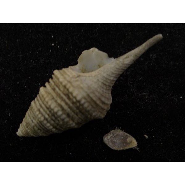 画像3: オキナワサイヅチクダマキ 口鰭型 (3)