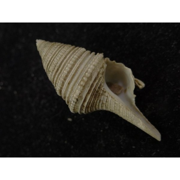 画像1: オキナワサイヅチクダマキ　口鰭型 (1)