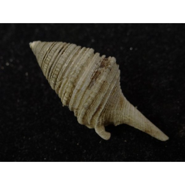 画像2: オキナワサイヅチクダマキ 口鰭型 (2)