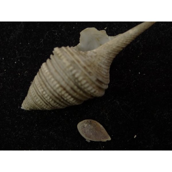 画像3: オキナワサイヅチクダマキ 口鰭型 (3)