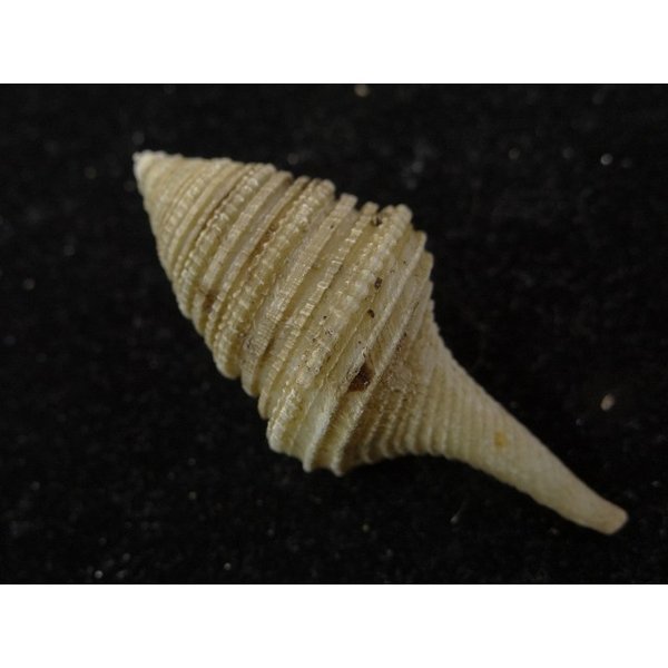 画像2: オキナワサイヅチクダマキ 鰭なし型 (2)