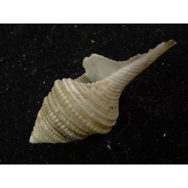 画像3: オキナワサイヅチクダマキ 鰭なし型 (3)