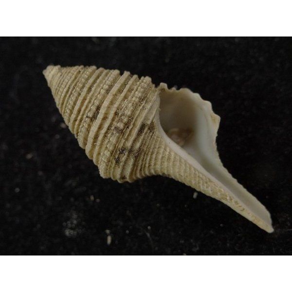 画像1: オキナワサイヅチクダマキ　鰭なし型 (1)