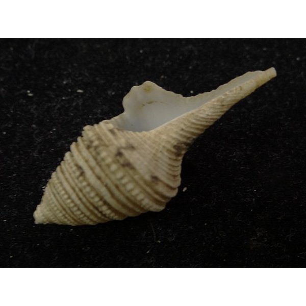 画像3: オキナワサイヅチクダマキ 鰭なし型 (3)