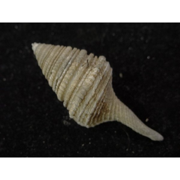 画像2: オキナワサイヅチクダマキ 鰭なし型 (2)