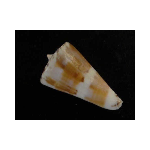 画像2: ミズヒキイモ (2)