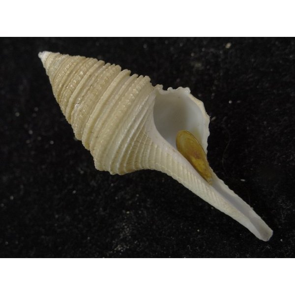 画像1: オキナワサイヅチクダマキ　鰭なし型 (1)