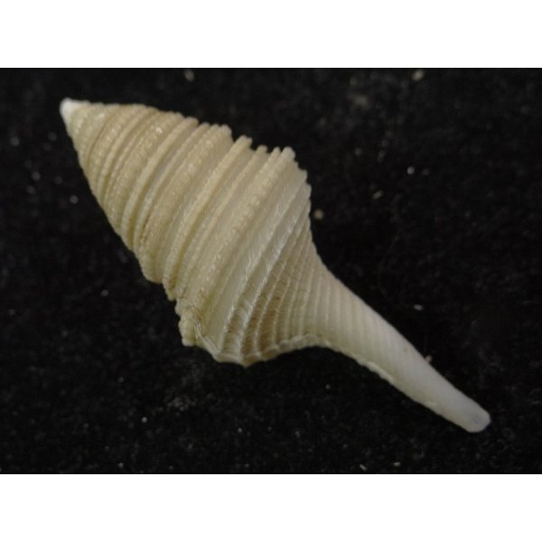 画像2: オキナワサイヅチクダマキ 鰭なし型 (2)