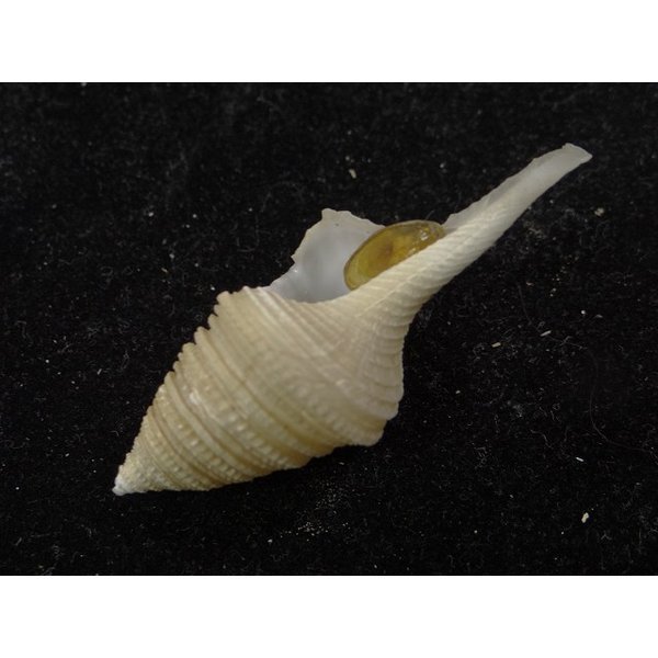 画像3: オキナワサイヅチクダマキ 鰭なし型 (3)