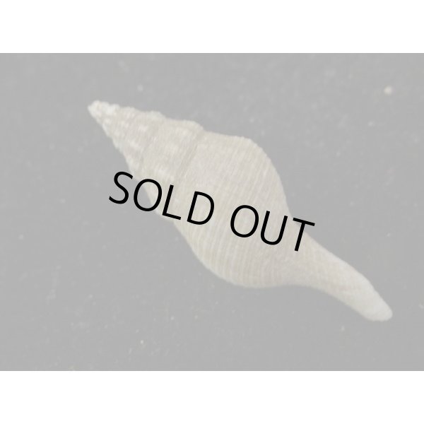 画像2: シロヒメナガニシ (2)